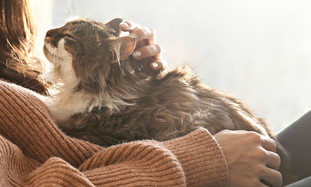 Prioritizing Preventive Care, Seattle Animal Hospital