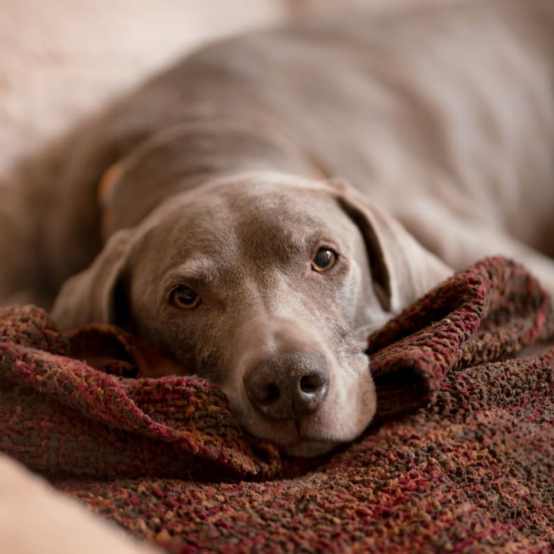 Geriatric Care for Dogs, Seattle