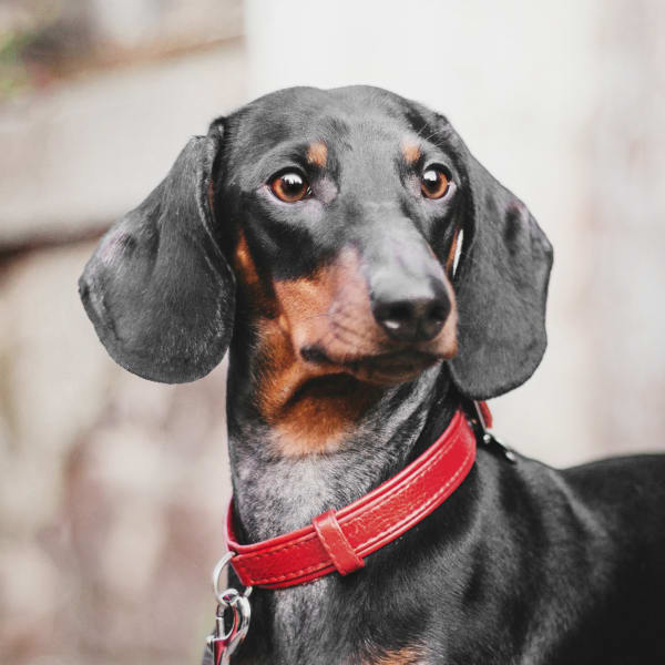 Pet Wellness Exams, Seattle Veterinarians