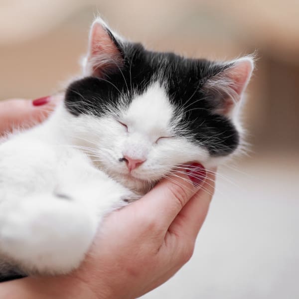 Dog and Cat Dentistry, Seattle Veterinarians