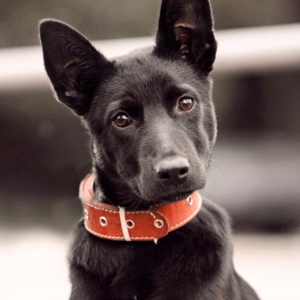 Dog and Cat Surgery, Seattle Vets