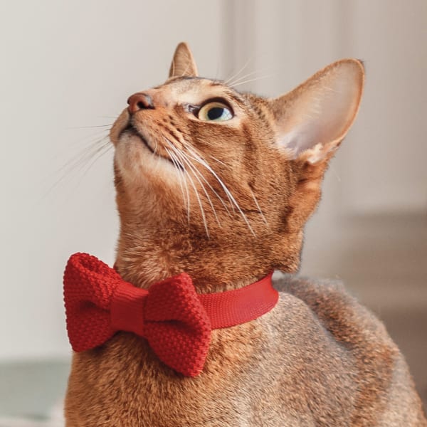 Diagnostic Vet Lab, Seattle Vets