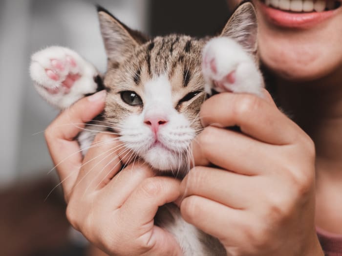 Senior Dog and Cat Care, Seattle Vets