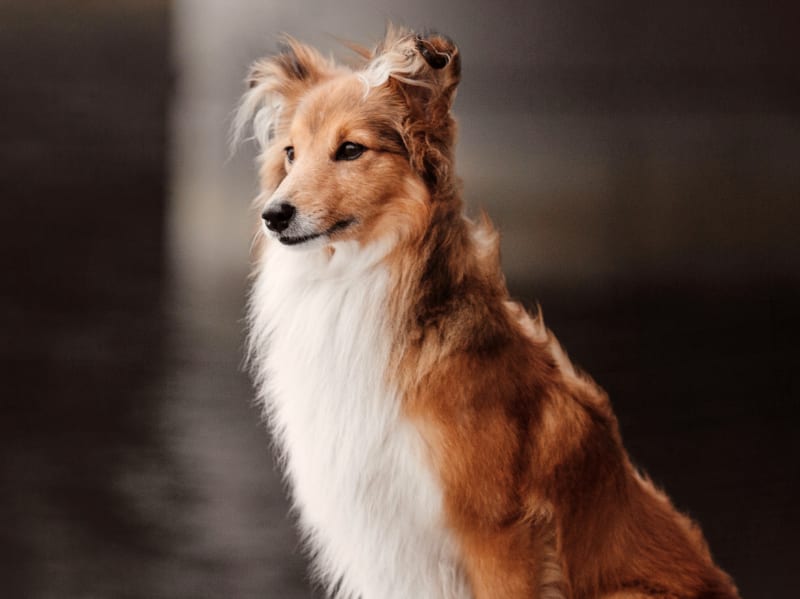 Welcome to Our Seattle Animal Hospital