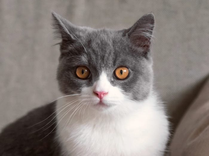 Dog and Cat Internal Medicine, Seattle Vets