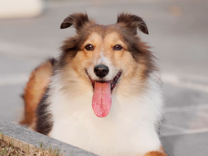 Puppy and Kitten Care, Seattle Vets