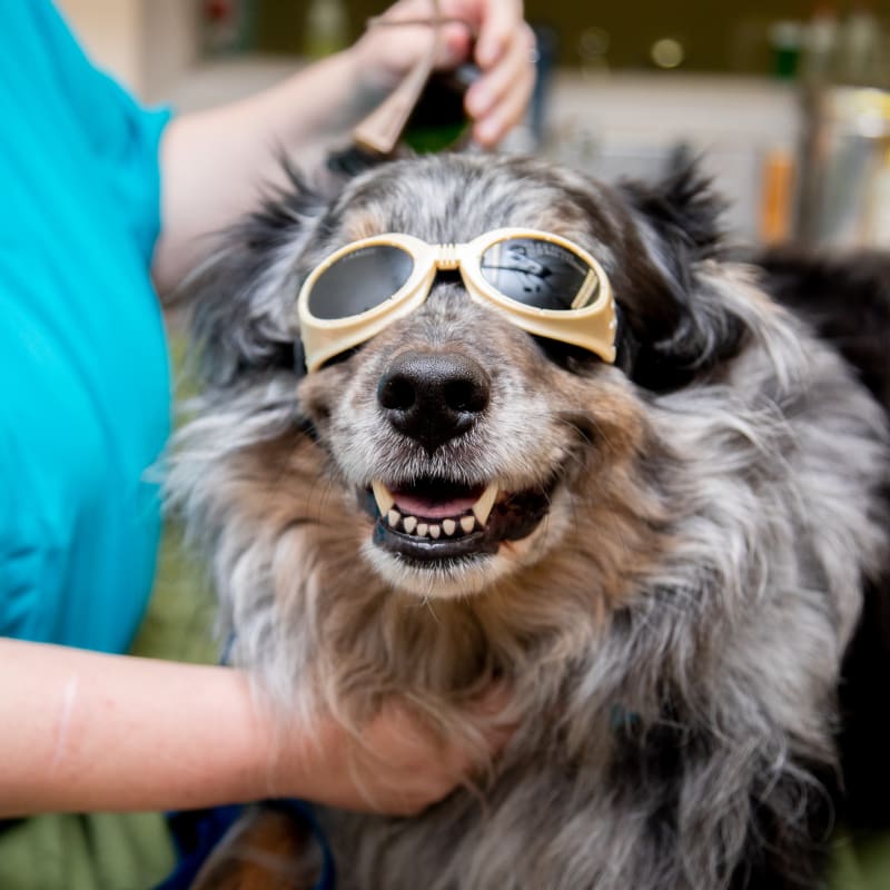 Dog getting Cold Laser Therapy in Seattle