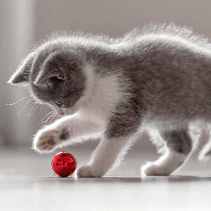 Kitten playing at vet in Seattle 