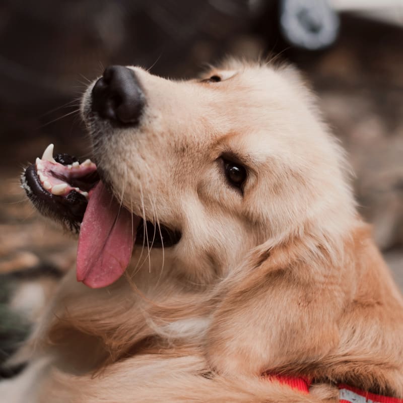 Happy dog after vaccination in Seattle